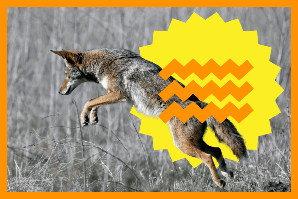 What to do if you see a coyote on the trail — or in your backyard