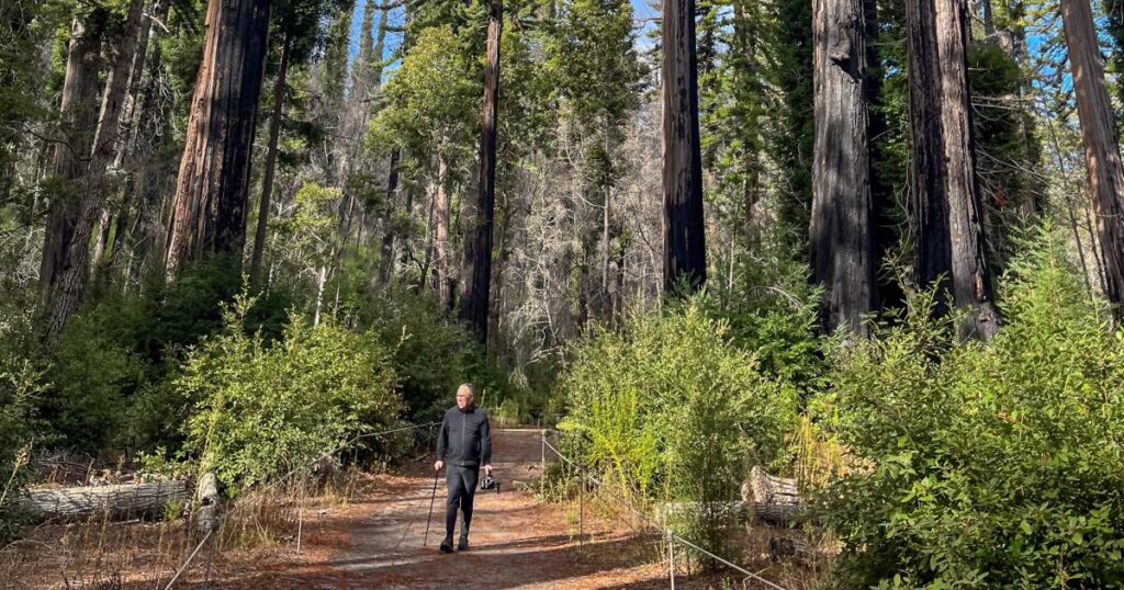 How to hike among redwoods at Big Basin Redwoods State Park