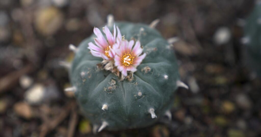 Peyote sacred to Native Americans threatened by psychedelic renaissance