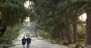 Christmas Tree Lane is surrounded by destruction, but the trees remain