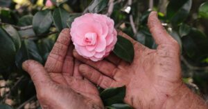 Good news and bad for Nuccio's Nurseries, Altadena's camellia breeders